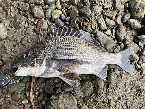 クロダイの釣果