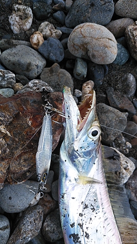 タチウオの釣果