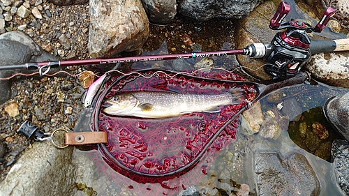 イワナの釣果