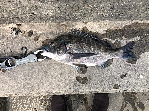 チヌの釣果