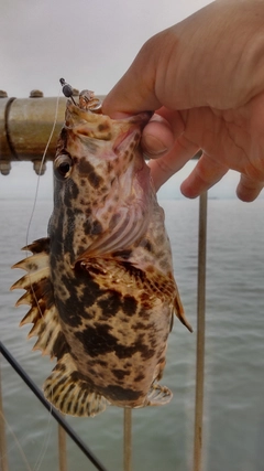 タケノコメバルの釣果