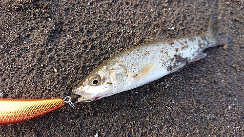 ウグイの釣果