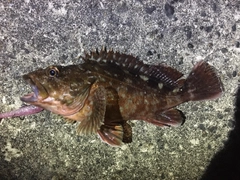 カサゴの釣果