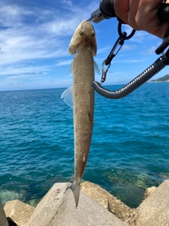 エソの釣果