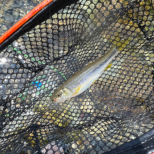 カワムツの釣果