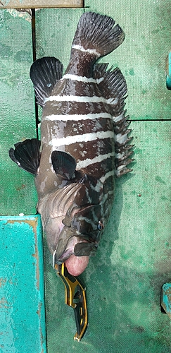 マハタの釣果