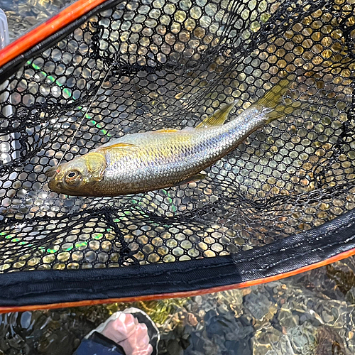 カワムツの釣果