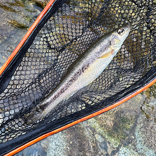 アブラハヤの釣果