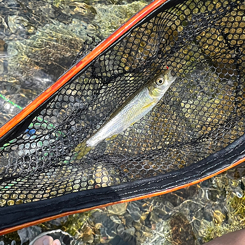 カワムツの釣果