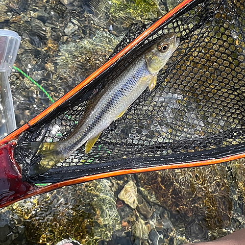 カワムツの釣果