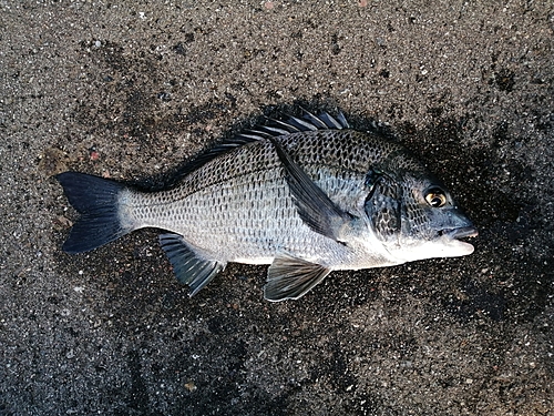 クロダイの釣果