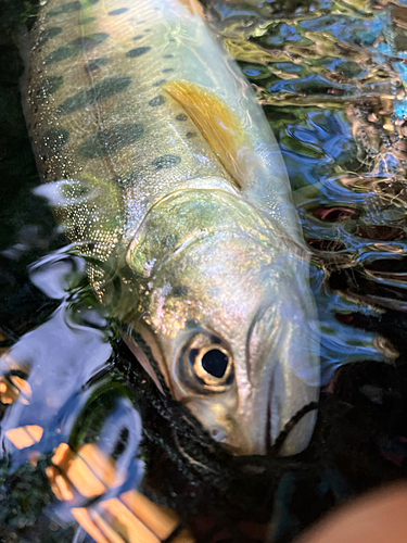 ヤマメの釣果