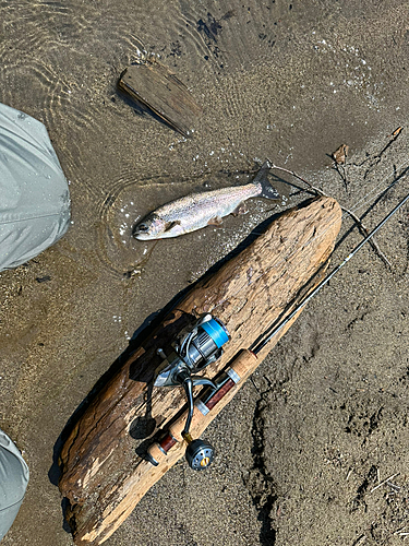 レインボートラウトの釣果