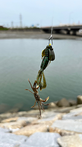 カニの釣果