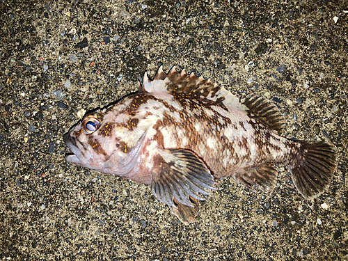 オウゴンムラソイの釣果