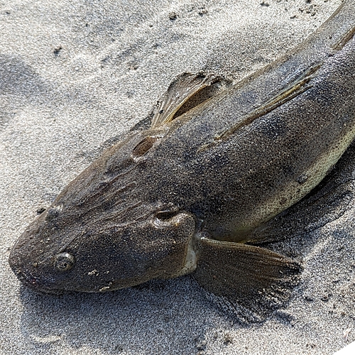 マゴチの釣果