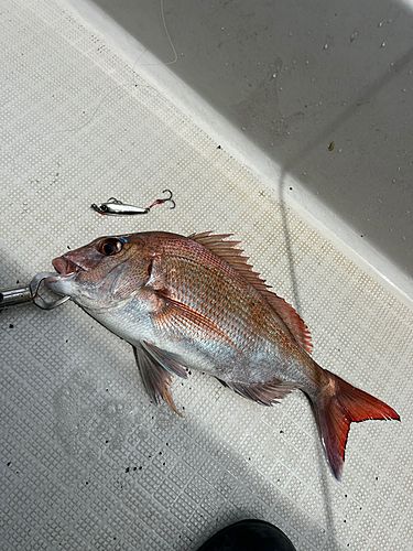 マダイの釣果