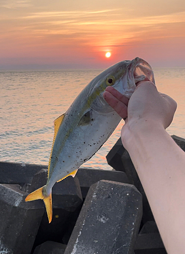 イナダの釣果