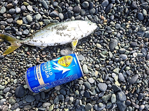 ワカシの釣果