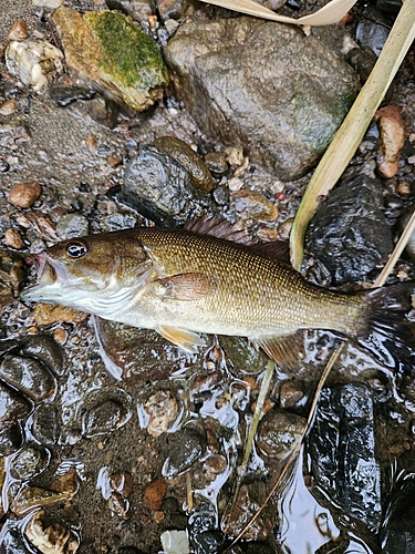 スモールマウスバスの釣果