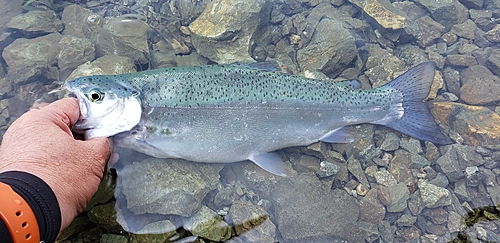 ニジマスの釣果