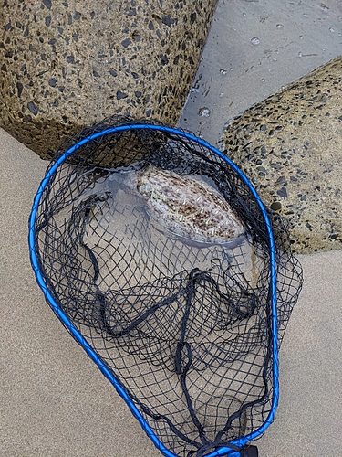 モンゴウイカの釣果