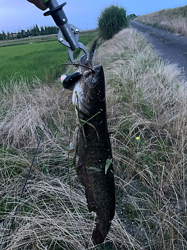 ナマズの釣果