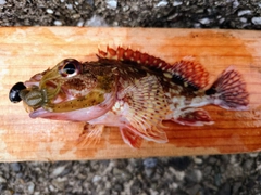 カサゴの釣果