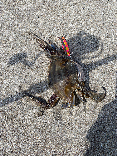 ワタリガニの釣果