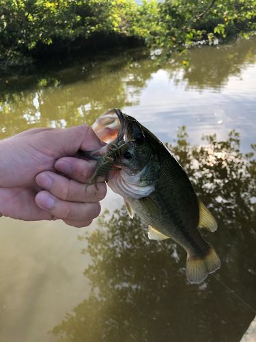 ブラックバスの釣果