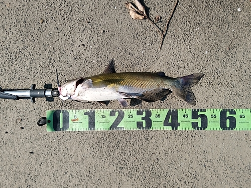 アメリカナマズの釣果