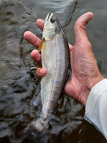 ヤマメの釣果