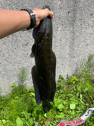 ライギョの釣果