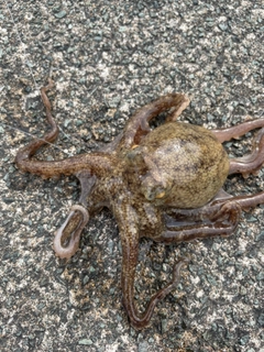 タコの釣果