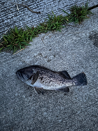 ソイの釣果