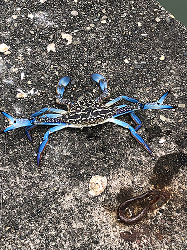 タイワンガザミの釣果