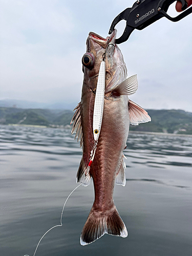 アラの釣果