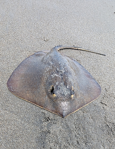 アカエイの釣果