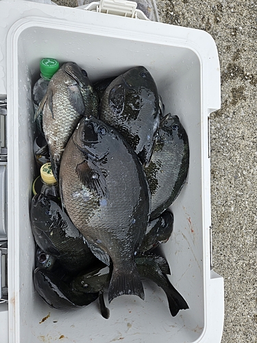 クチブトグレの釣果