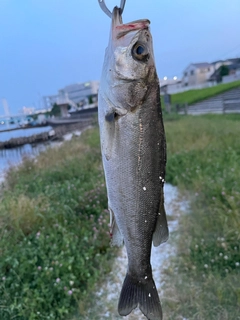 セイゴ（マルスズキ）の釣果