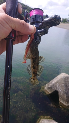 ウロハゼの釣果