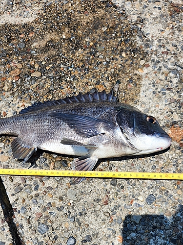 クロダイの釣果