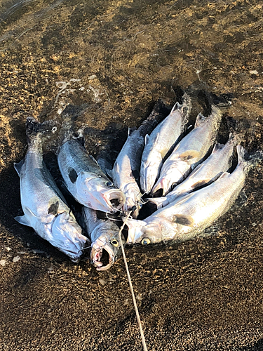 シーバスの釣果