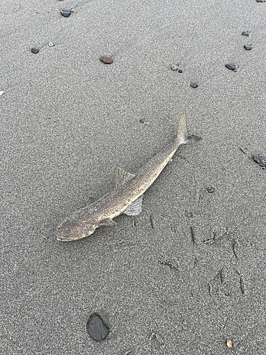 エソの釣果