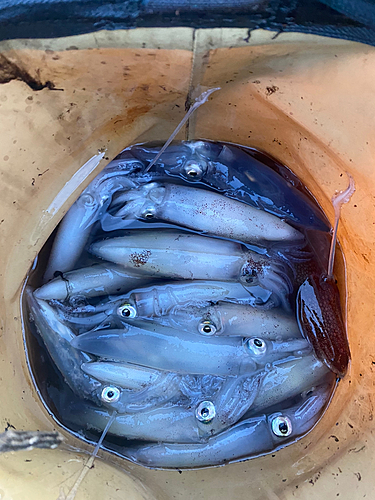 マメイカの釣果