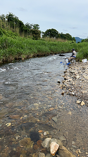 コアユの釣果