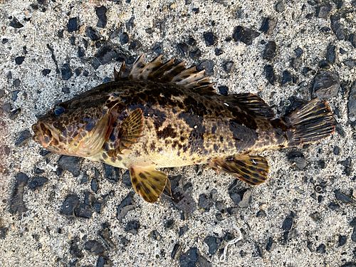 タケノコメバルの釣果