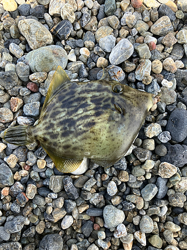 カワハギの釣果