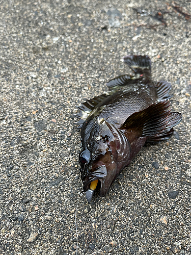 ソイの釣果