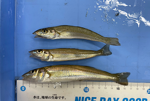 シロギスの釣果